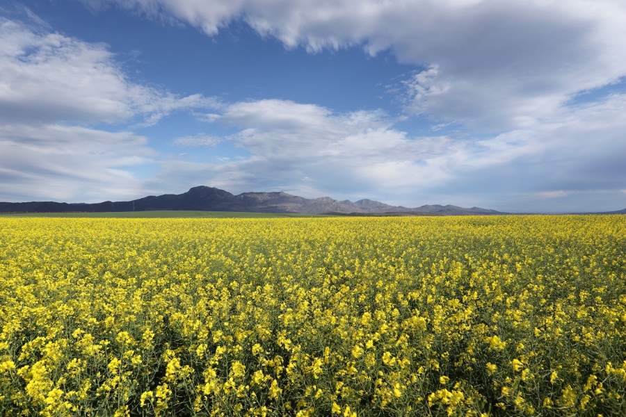 Commercial Property for Sale in Bot River Western Cape